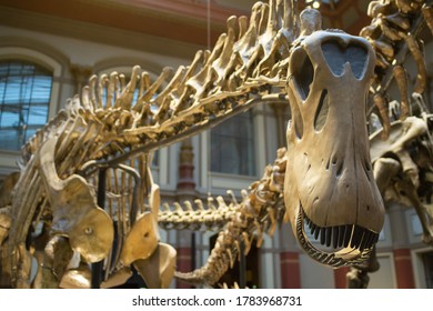 brachiosaurus skeleton