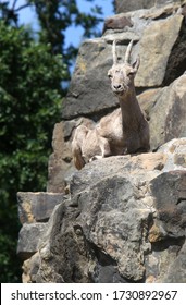 Berlin, Germany - June 25 2019: Asiatic Ibex, Zoo Berlin.