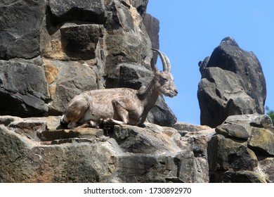 Berlin, Germany - June 25 2019: Asiatic Ibex, Zoo Berlin.