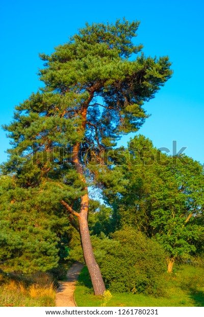 Berlin Germany Panoramic View Berlin Dahlem Stock Photo Edit Now