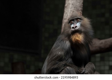 Berlin Zoo Primate With Sad Face Expression