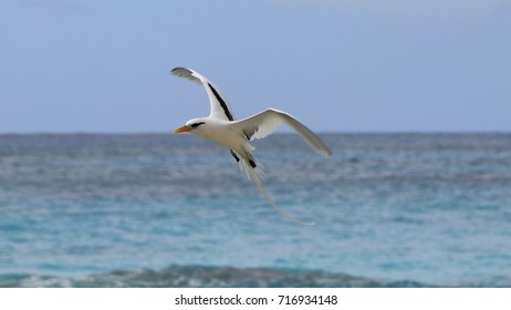 Bermuda