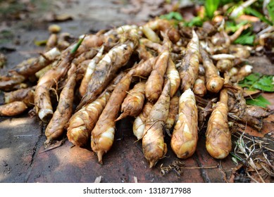 Bermuda Arrowroot FOOD