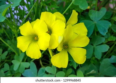 Bermuda Buttercup. Goat's Sour Is A Perennial Herb Of The Kisles Family. Flowers Of Israel. 