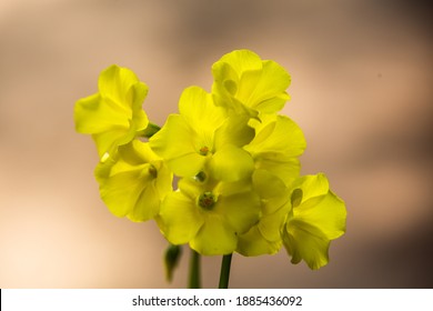 Bermuda Buttercup (Oxalis Pes Caprae) A Species Of Tristylous Flowering Plant In The Wood Sorrel Family Oxalidaceae