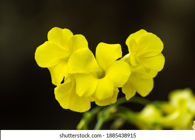 Bermuda Buttercup (Oxalis Pes Caprae) A Species Of Tristylous Flowering Plant In The Wood Sorrel Family Oxalidaceae