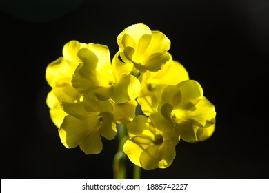 Bermuda Buttercup (Oxalis Pes Caprae) A Species Of Tristylous Flowering Plant In The Wood Sorrel Family Oxalidaceae