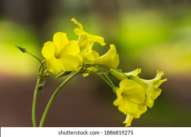 Bermuda Buttercup (Oxalis Pes Caprae) A Species Of Tristylous Flowering Plant In The Wood Sorrel Family Oxalidaceae