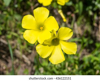 Bermuda Buttercup (Oxalis Pes-caprae) Is A Species Of Tristylous Flowering Plant In The Wood Sorrel Family Oxalidaceae.