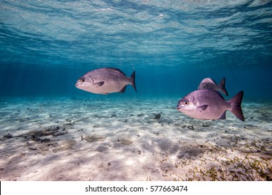 Bermuda Chubs