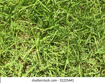 Bermuda Grass