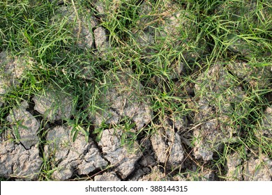 Bermuda Grass