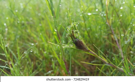 Bermuda Grass