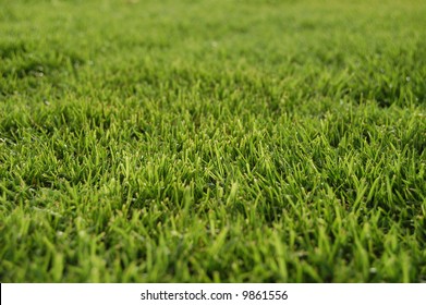 Bermuda Grass