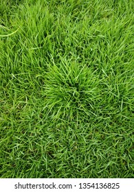 Bermuda Grass ,Indian Doab