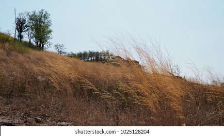 Bermuda Grass On The Hill 