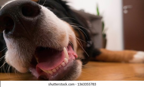 Bernard Mountain Dog Sniffing A Camera With A Smile