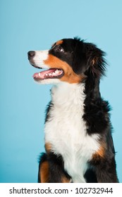 Berner Sennen Dog Isolated On Light Blue Background. Studio Shot. Puppy.