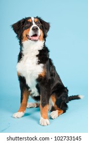 Berner Sennen Dog Isolated On Light Blue Background. Studio Shot. Puppy.