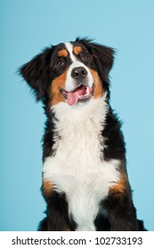 Berner Sennen Dog Isolated On Light Blue Background. Studio Shot. Puppy.