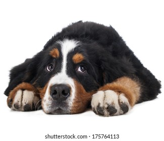 Berner Sennenhund On A White Background In The Studio, Sad Dog