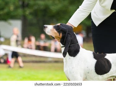 bernese Hound at a dog show portrait