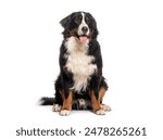 Bernese Monutain dog sticking out its tongue, isolated on white