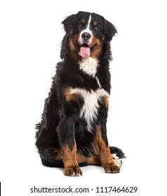 Bernese Mountain Dog, 10 months old, sitting against white background