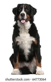 Bernese Mountain Dog, 16 months old, sitting in front of white background