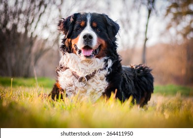 Bernese Mountain Dog