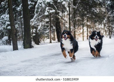 Bernese Mountain Dog