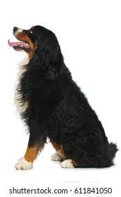 Bernese Mountain Dog