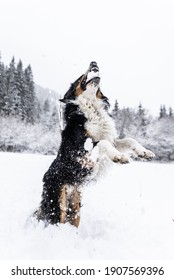 Bernese Mountain Dog Action Shot In The Snow Catching A Snow Ball. Winter In Styria, Austria