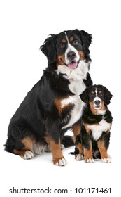Bernese Mountain Dog Adult And Puppy In Front Of A White Background
