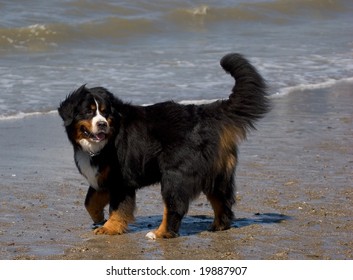 Bernese Mountain Dog At Beach