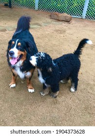 Bernese Mountain Dog And Berner Doodle Puppy