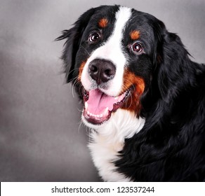 Bernese Mountain Dog (Berner Sennenhund) Puppy In Studio