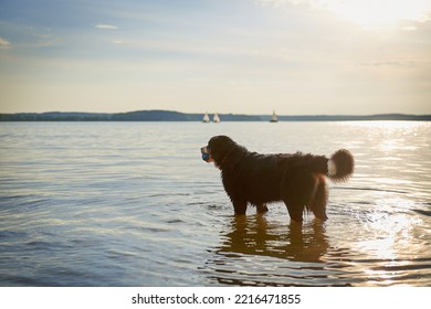 Bernese Mountain Dog Breed Frolic On The Beach At The Beach