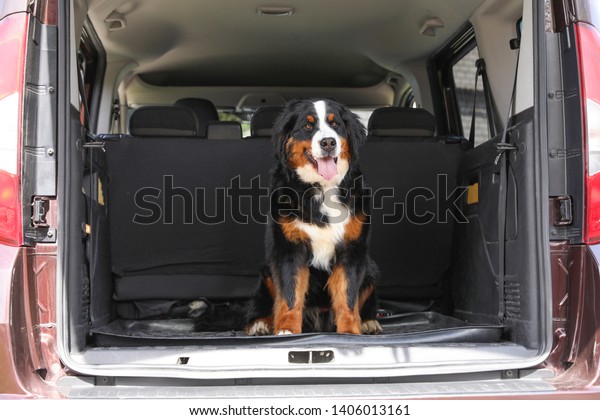 Bernese\
mountain dog in car trunk, space for\
text