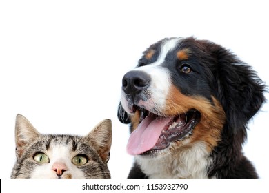 Bernese Mountain Dog And Cat