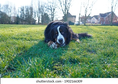 Bernese Mountain Dog chewing a stick at the park 