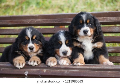 Bernese Mountain Dog Cute Puppy