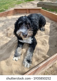 Bernese Mountain Dog Doodle Laying In Sand Looking Up With Cute Face 