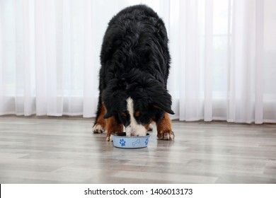 Bernese Mountain Dog Eating From Bowl On Floor Indoors