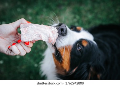 can dogs eat raw turkey bones