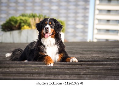 Bernese mountain dog female posing in city park outside.