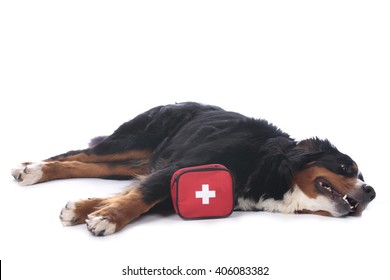 Bernese Mountain Dog With First Aid Kit