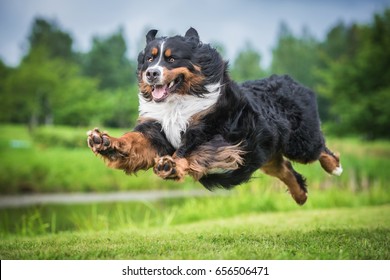 Bernese Mountain Dog Flying In The Air