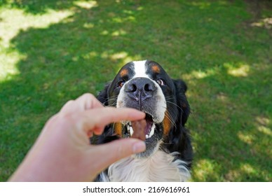Bernese Mountain Dog getting a treat
