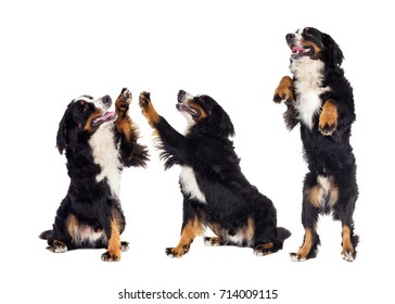 Bernese Mountain Dog gives paw over white background